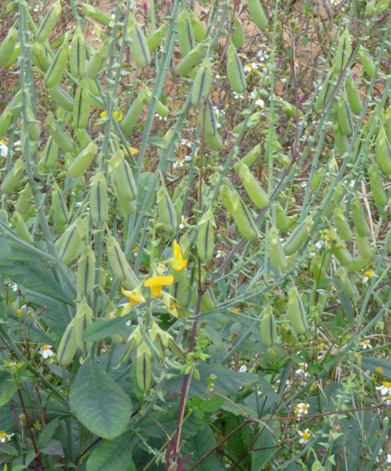 猪屎豆种子多年生草本植物耐寒耐旱灌木花期长园林绿化苗