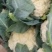 精品有机菜花大量上市品质保证一手货源欢迎联系