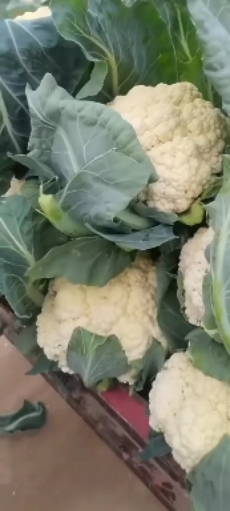 精品有机菜花大量上市品质保证一手货源欢迎联系