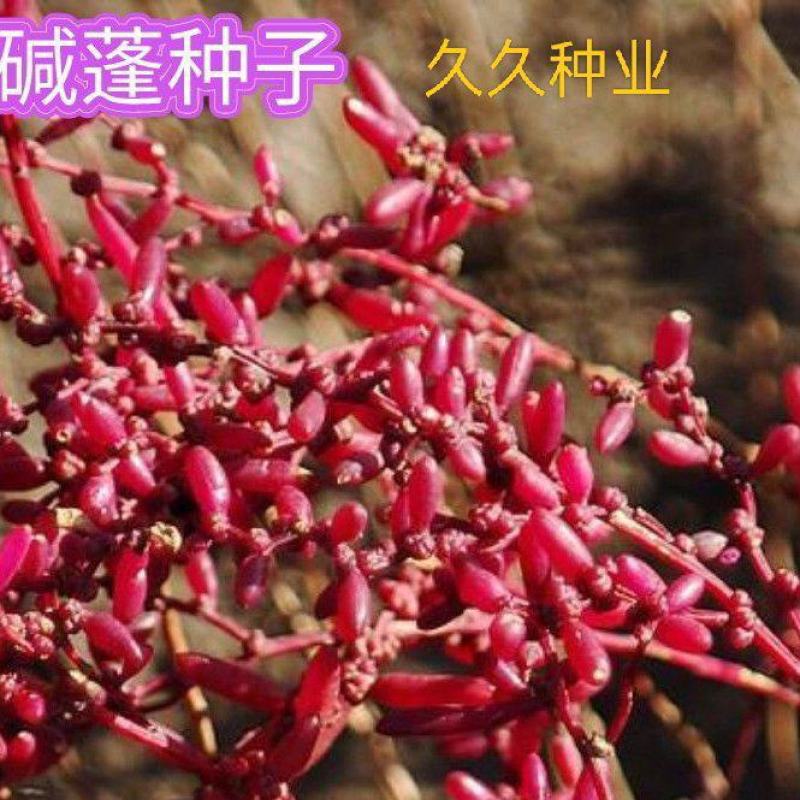 碱蓬草种子盐荒菜荒碱菜盐地花草种子沙地荒地植物耐盐碱土壤