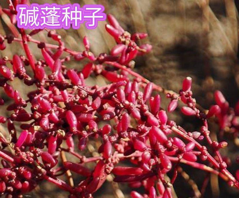 碱蓬草种子盐荒菜荒碱菜盐地花草种子沙地荒地植物耐盐碱土壤