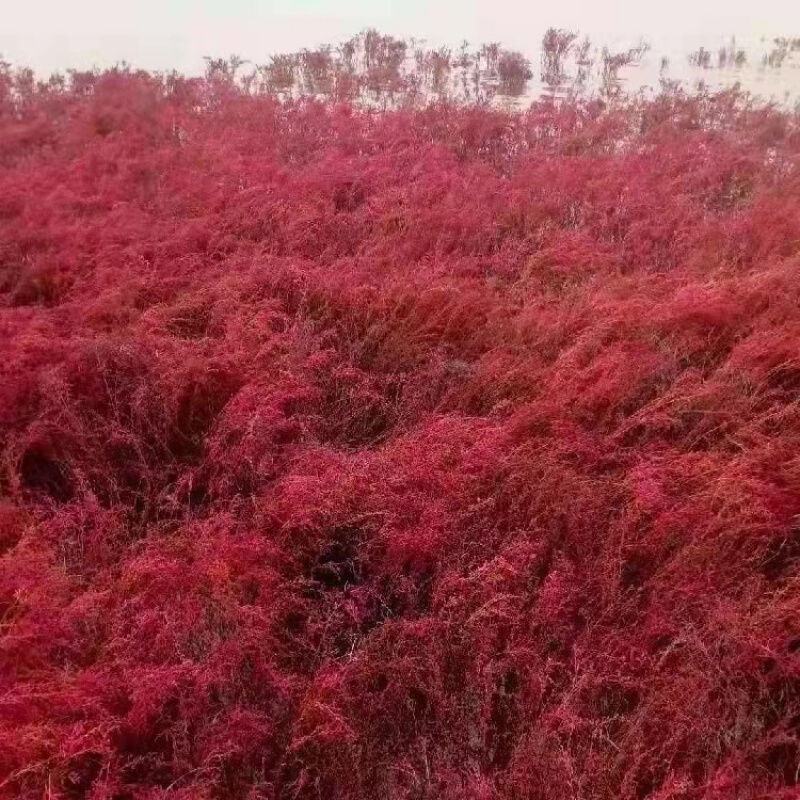 碱蓬草种子盐荒菜荒碱菜盐地花草种子沙地荒地植物耐盐碱土壤