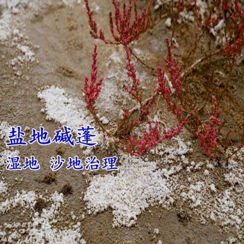 碱蓬草种子盐荒菜荒碱菜盐地花草种子沙地荒地植物耐盐碱土壤