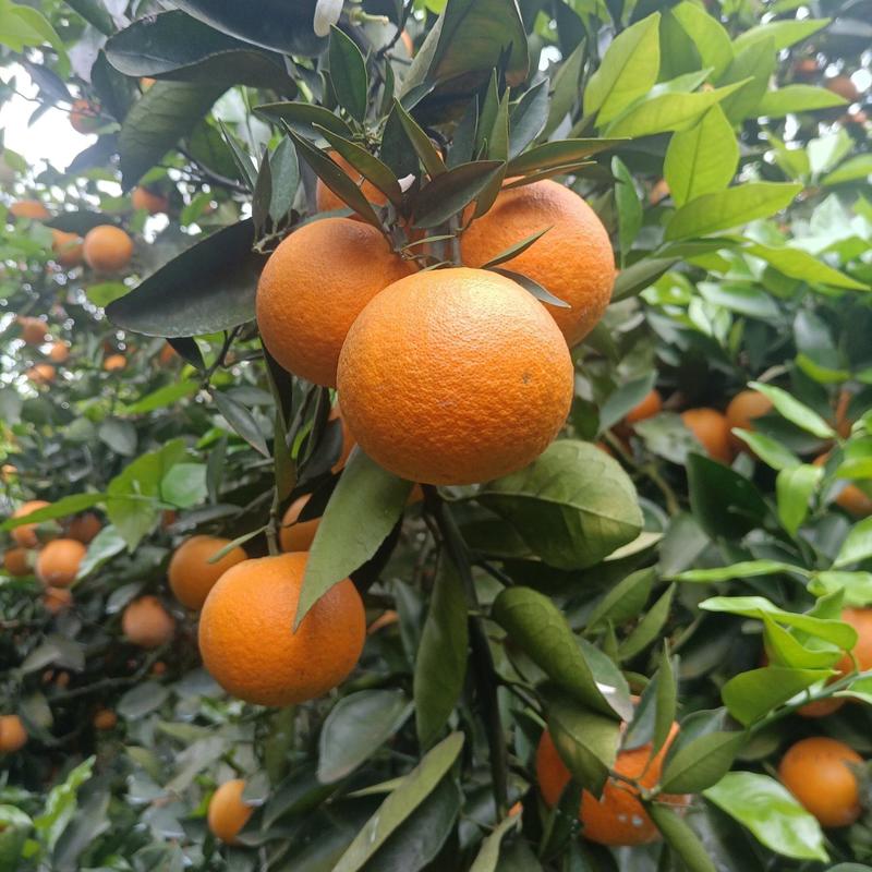湖南江永夏橙现己大量上市，面滑皮红，皮簿多汁，口感超甜！