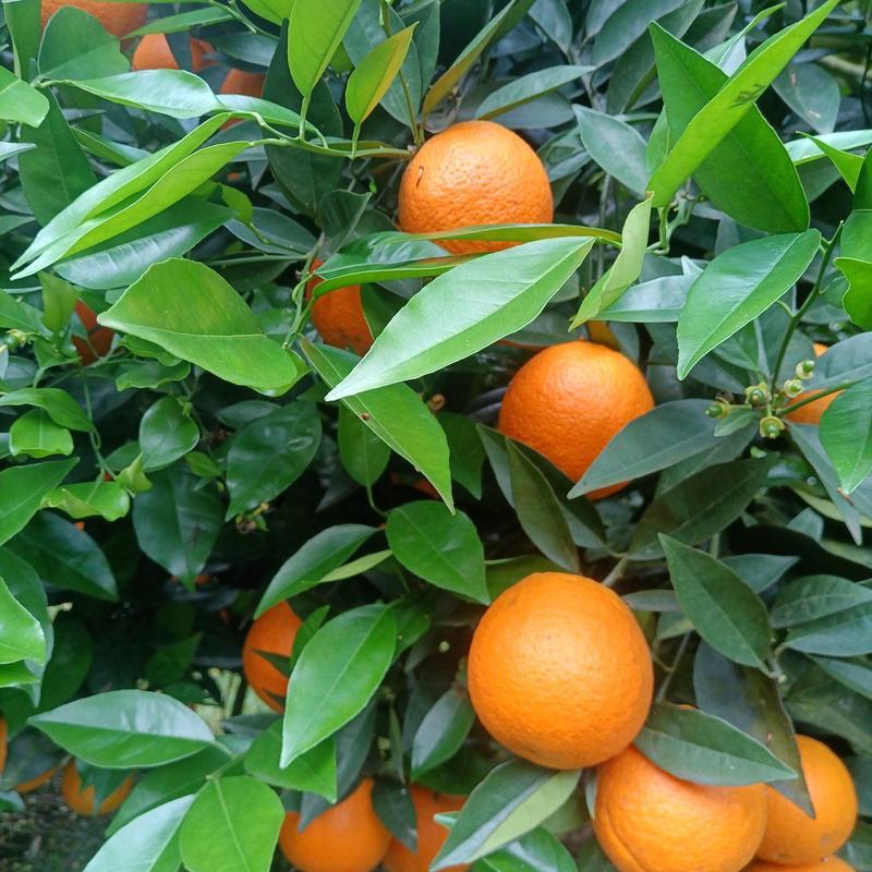 湖南江永夏橙现己大量上市，面滑皮红，皮簿多汁，口感超甜！