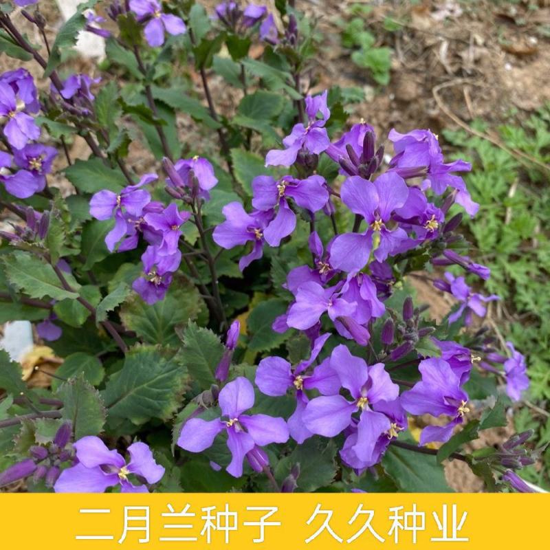 二月兰花种子诸葛菜种子多年生宿根二月兰花种籽庭院耐寒耐阴
