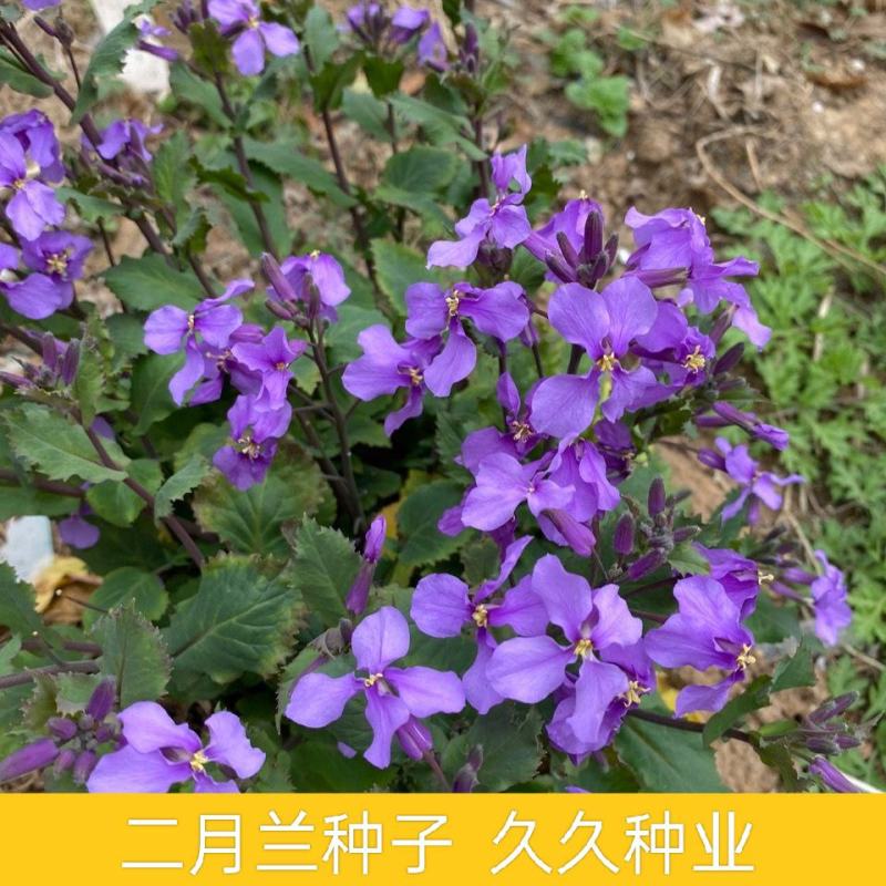 二月兰花种子诸葛菜种子多年生宿根二月兰花种籽庭院耐寒耐阴