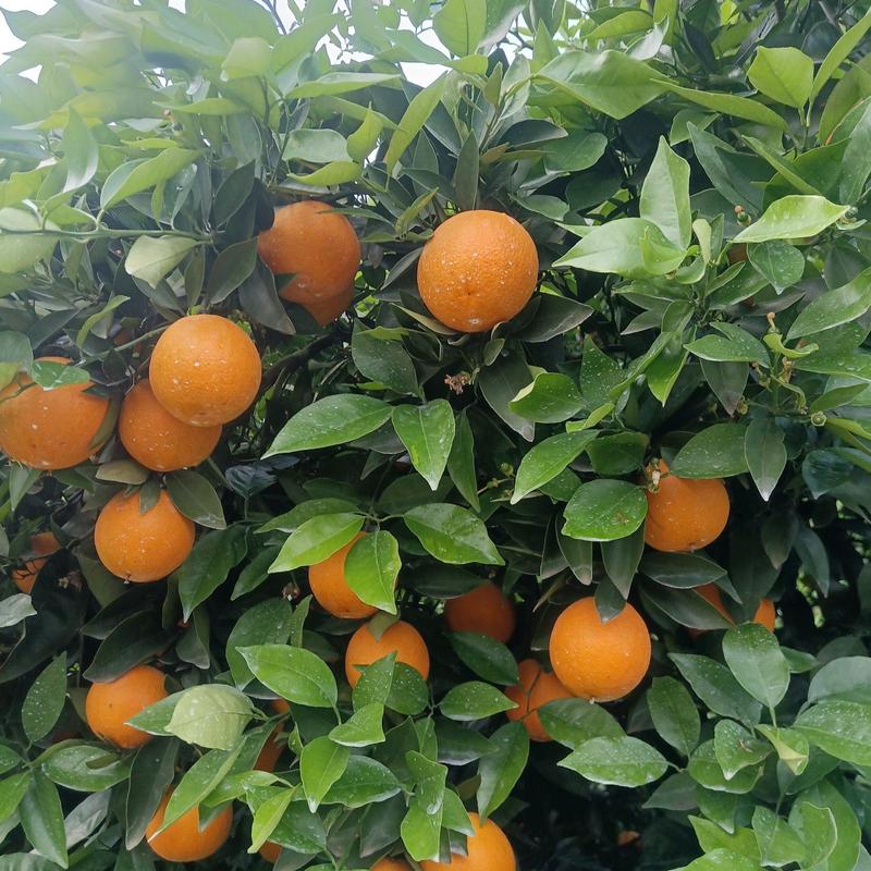 江永优质夏橙大量上市，色泽靓丽，糖份高，皮薄多汁色泽光亮