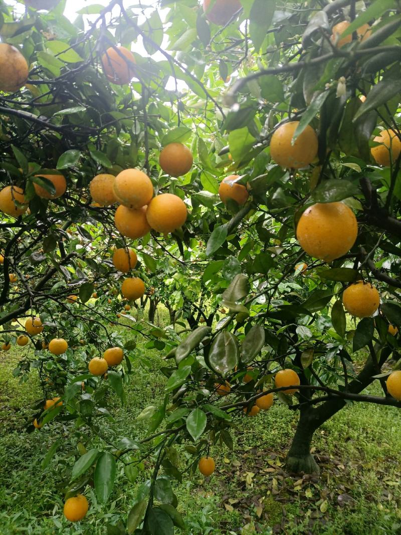 江永夏橙产地直供，一手货源，价钱便宜，产量达二仟万斤以上
