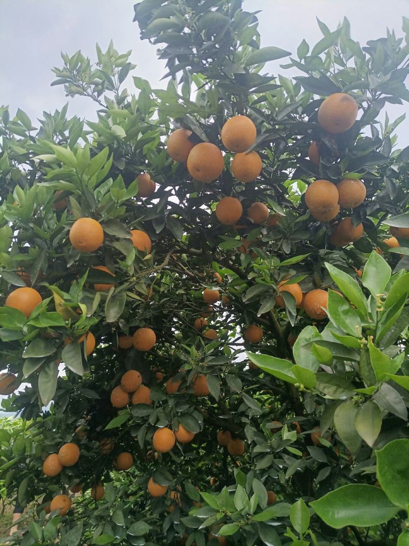 江永夏橙产地直供，一手货源，价钱便宜，产量达二仟万斤以上