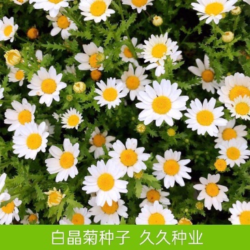 白晶菊种子小白菊种籽观赏花卉易种庭院阳台盆栽花海花