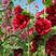 蜀葵花种一丈红重瓣蜀葵种子室外庭院多年生四季易活花卉籽子