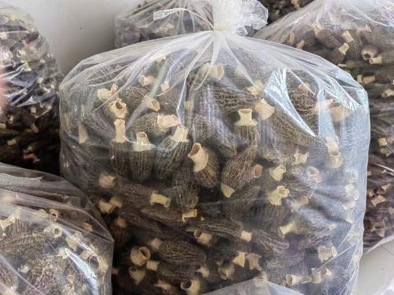 山东盛达菌业供应羊肚菌菌种，及菌需物资，免费包教包销。