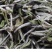 福鼎白茶2022年太姥荒野牡丹王老茶树抛茶500克