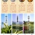 福鼎白茶2022年太姥荒野牡丹王老茶树抛茶500克