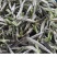 福鼎白茶2022年太姥荒野牡丹王老茶树抛茶500克