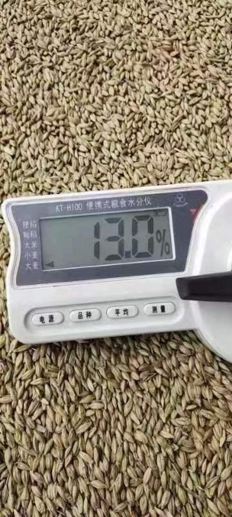 2022，烘干大麦