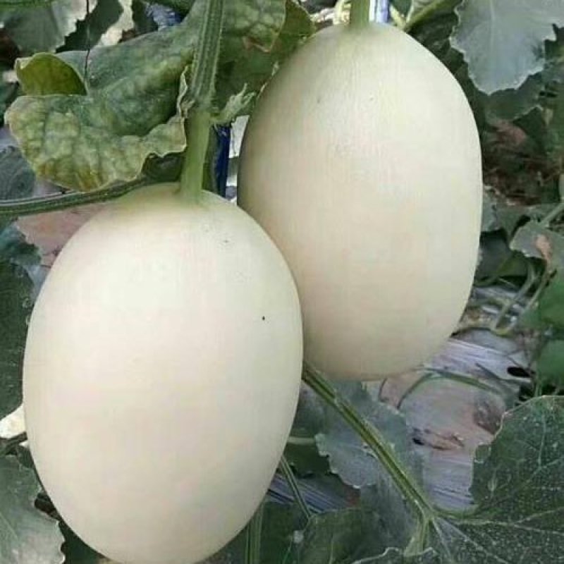 红金蜜大量上市，欢迎选购，对接各大电商平台，市场档口