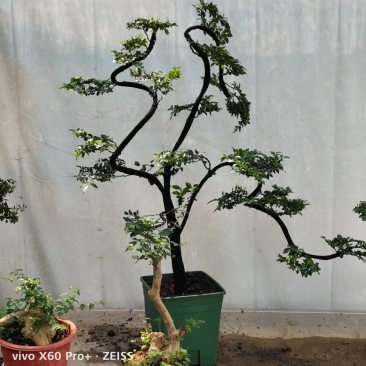 小叶紫檀盆景树桩绿植树苗多桩香檀木室内客厅花卉盆栽植物老