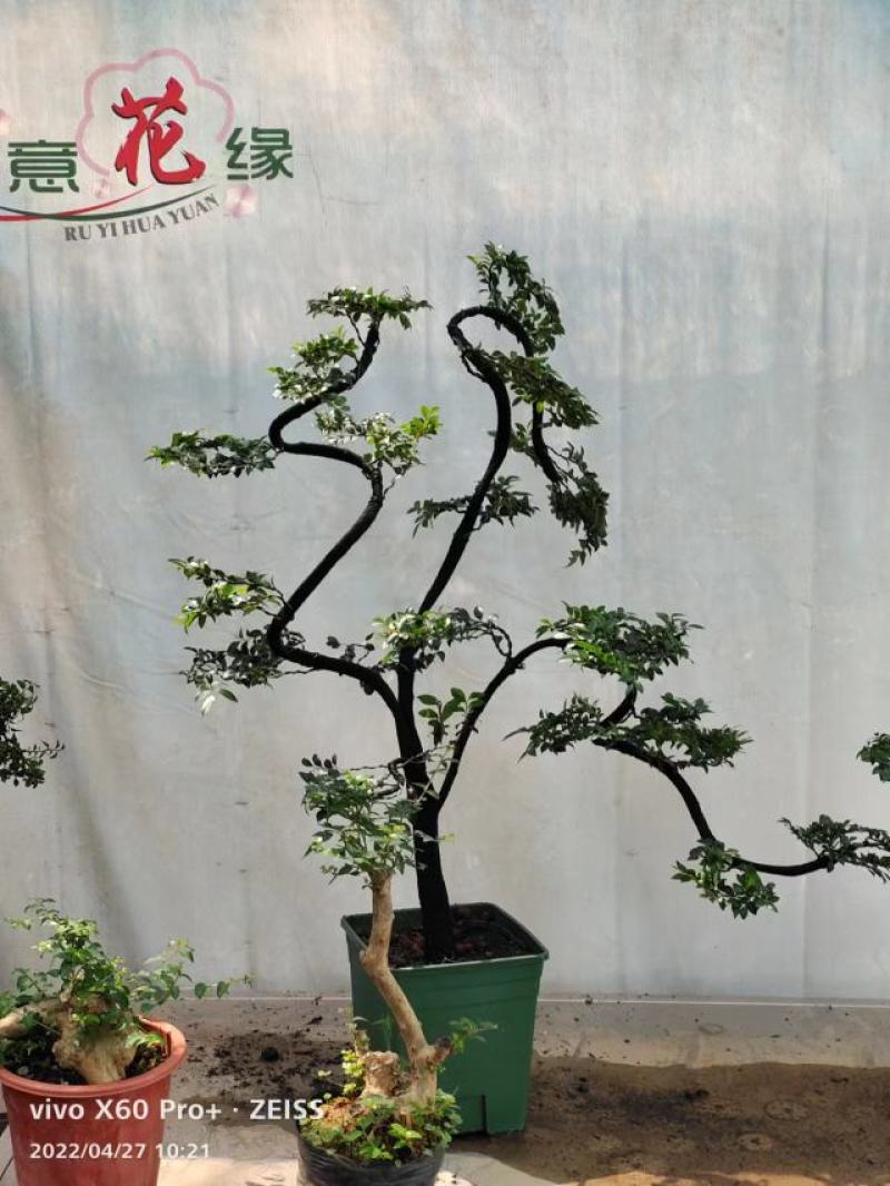 小叶紫檀盆景树桩绿植树苗多桩香檀木室内客厅花卉盆栽植物老