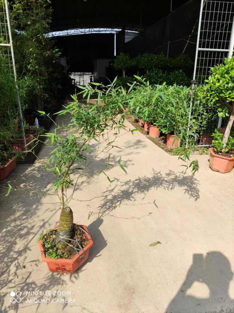 文人小叶簕竹阳台室内外桌面勒竹熟树桩绿植庭院花园盆景茶馆