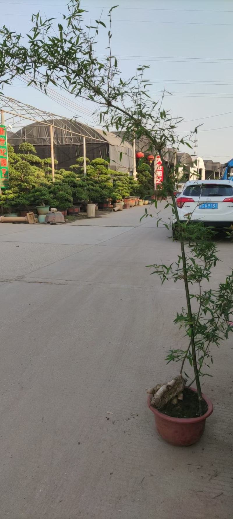 文人小叶簕竹阳台室内外桌面勒竹熟树桩绿植庭院花园盆景茶馆