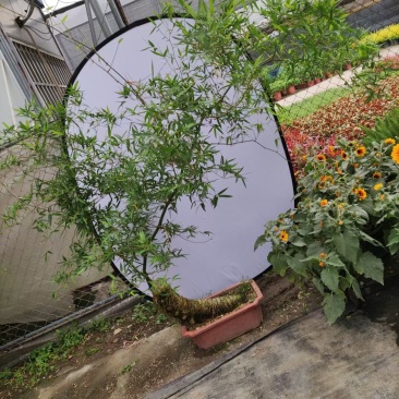 文人小叶簕竹阳台室内外桌面勒竹熟树桩绿植庭院花园盆景茶馆