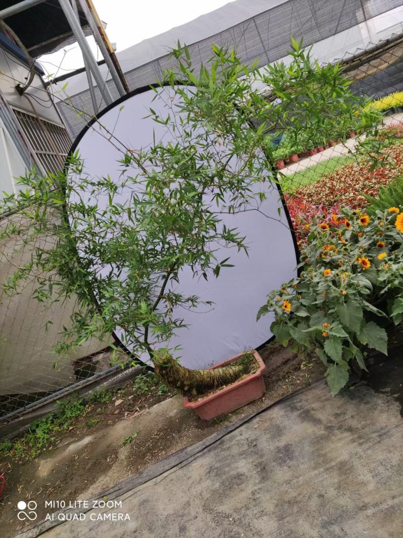 文人小叶簕竹阳台室内外桌面勒竹熟树桩绿植庭院花园盆景茶馆