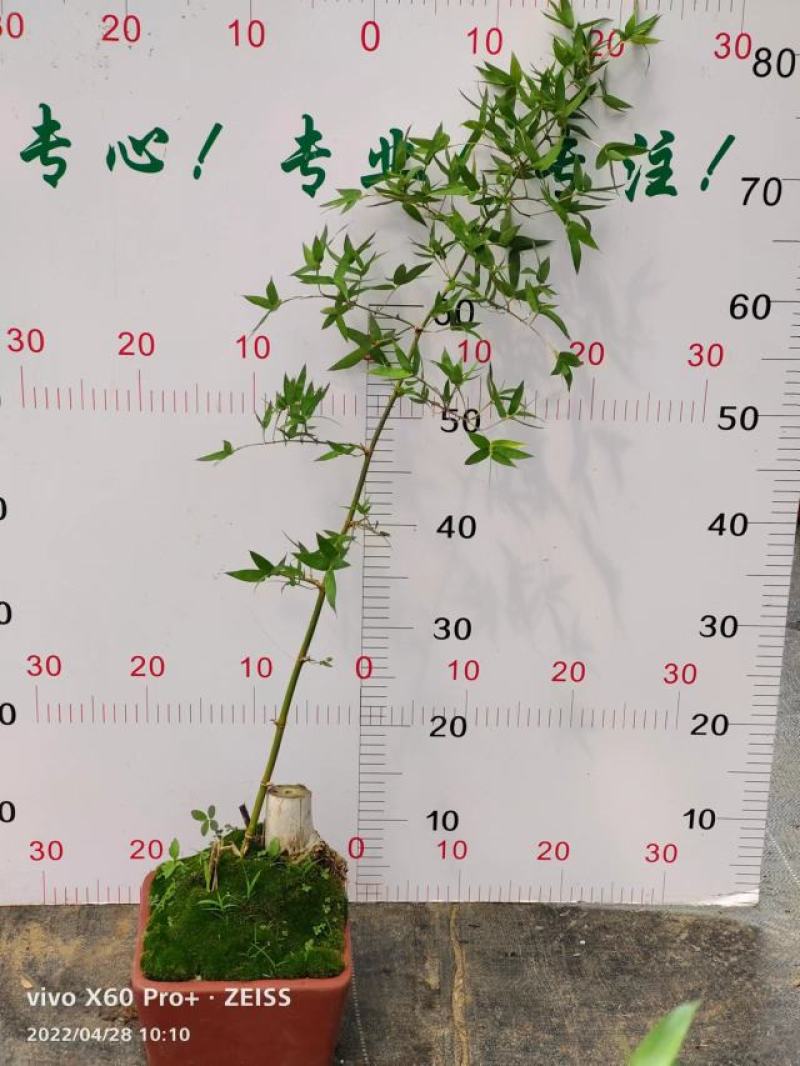 文人小叶簕竹阳台室内外桌面勒竹熟树桩绿植庭院花园盆景茶馆