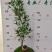 文人小叶簕竹阳台室内外桌面勒竹熟树桩绿植庭院花园盆景茶馆