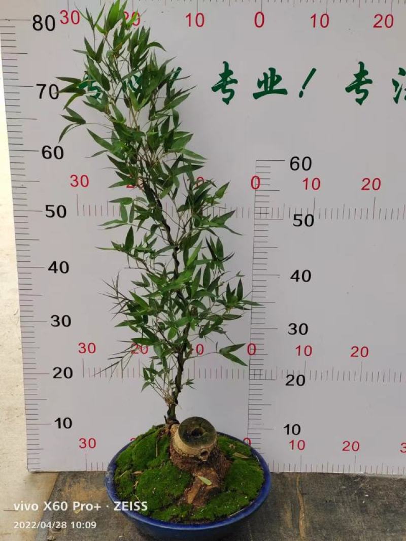 文人小叶簕竹阳台室内外桌面勒竹熟树桩绿植庭院花园盆景茶馆