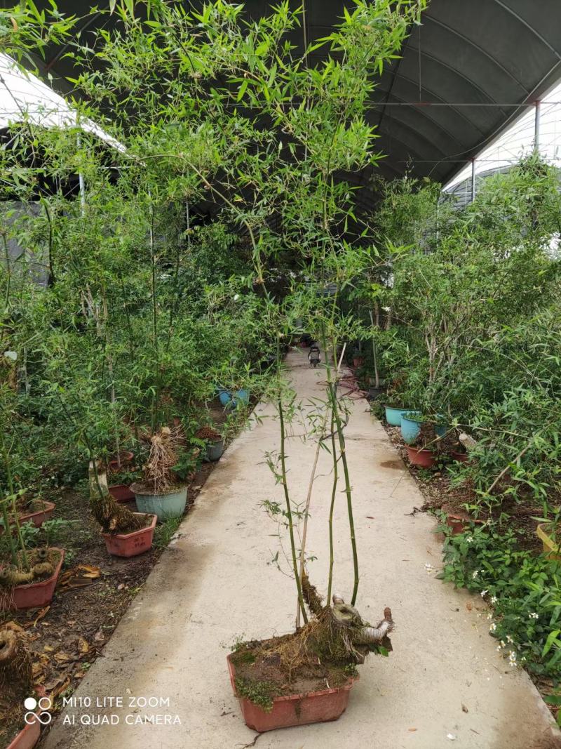 文人小叶簕竹阳台室内外桌面勒竹熟树桩绿植庭院花园盆景茶馆