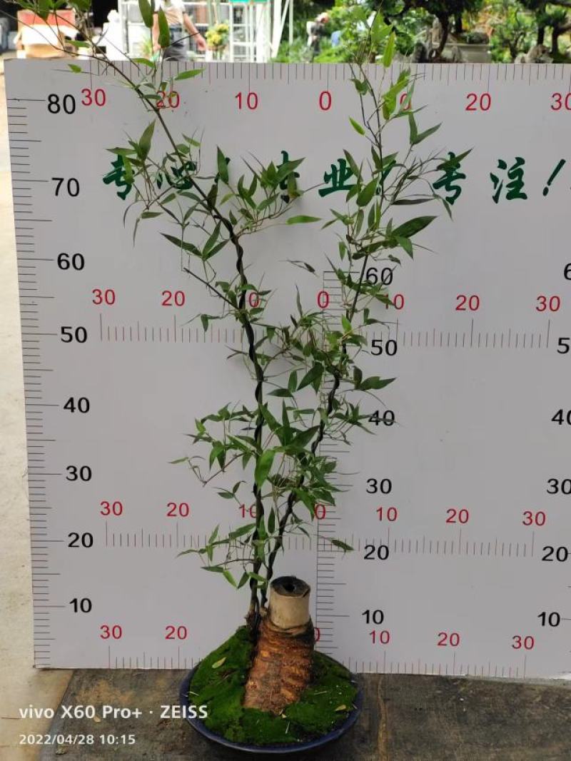 文人小叶簕竹阳台室内外桌面勒竹熟树桩绿植庭院花园盆景茶馆