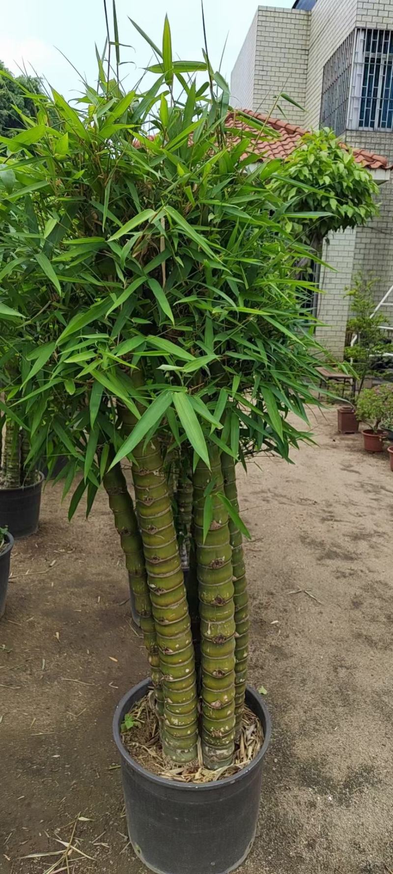 佛肚竹盆栽佛肚竹苗庭院小竹苗竹子苗南方北方耐寒庭院室外常