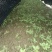 楠木芽苗，金丝楠木芽苗5月份开始移栽小苗