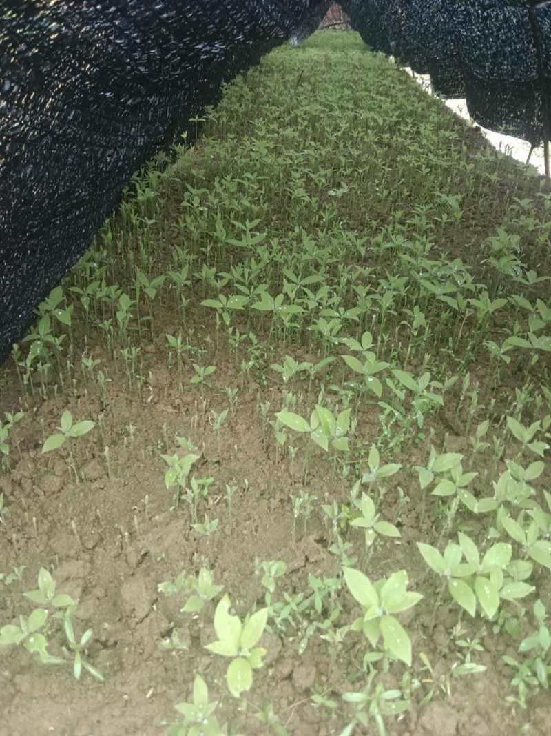 楠木芽苗，金丝楠木芽苗5月份开始移栽小苗
