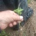 楠木芽苗，金丝楠木芽苗5月份开始移栽小苗
