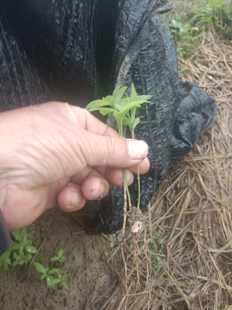 楠木芽苗，金丝楠木芽苗5月份开始移栽小苗