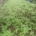 楠木芽苗，金丝楠木芽苗5月份开始移栽小苗