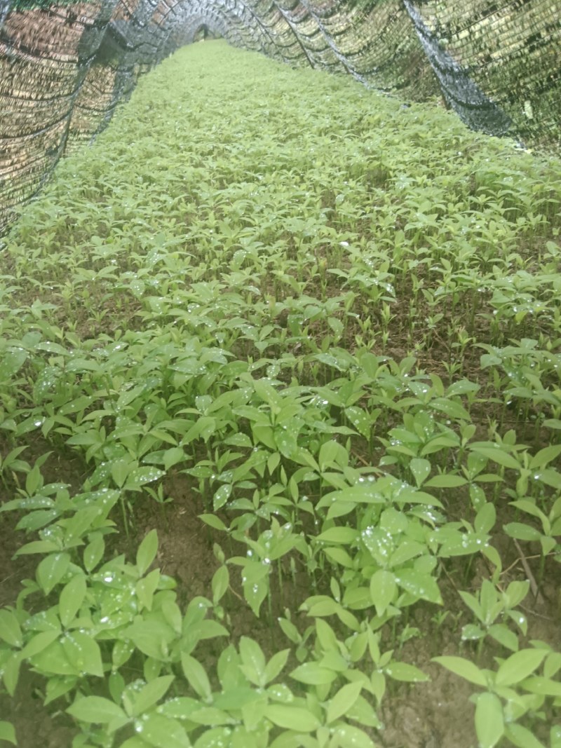 楠木芽苗，金丝楠木芽苗5月份开始移栽小苗