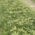 楠木芽苗，金丝楠木芽苗5月份开始移栽小苗