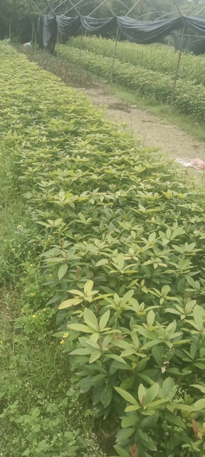 楠木芽苗，金丝楠木芽苗5月份开始移栽小苗
