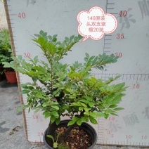 四季常青植物独桩小叶紫檀盆景树桩室内客厅办公桌面绿植单杆
