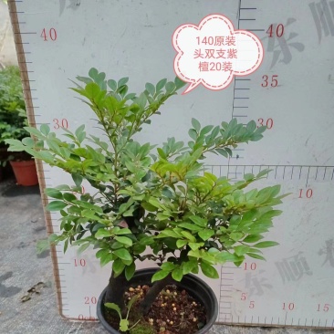 四季常青植物独桩小叶紫檀盆景树桩室内客厅办公桌面绿植单杆