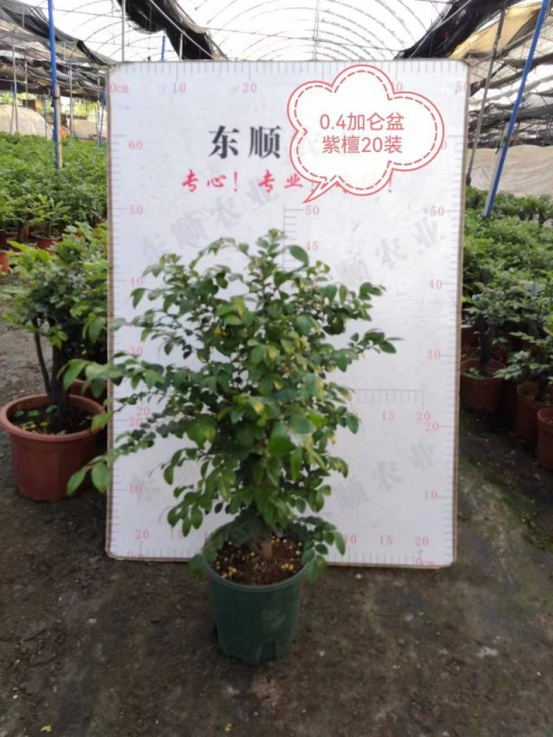 四季常青植物独桩小叶紫檀盆景树桩室内客厅办公桌面绿植单杆