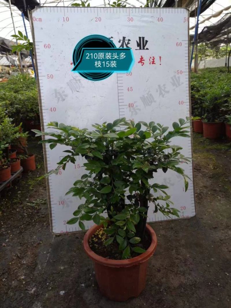 四季常青植物独桩小叶紫檀盆景树桩室内客厅办公桌面绿植单杆