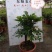 四季常青植物独桩小叶紫檀盆景树桩室内客厅办公桌面绿植单杆