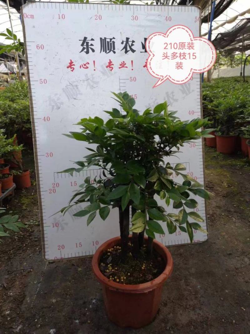 四季常青植物独桩小叶紫檀盆景树桩室内客厅办公桌面绿植单杆