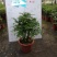 四季常青植物独桩小叶紫檀盆景树桩室内客厅办公桌面绿植单杆
