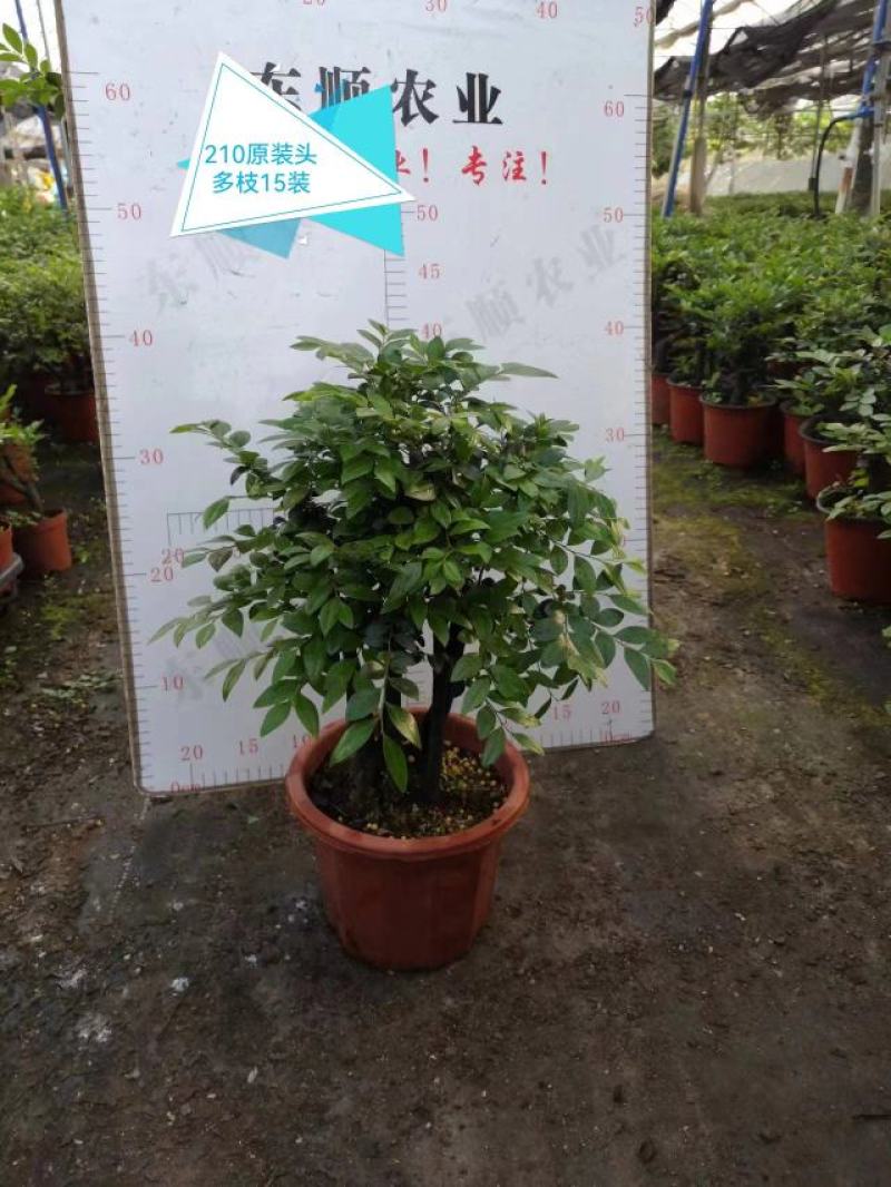 四季常青植物独桩小叶紫檀盆景树桩室内客厅办公桌面绿植单杆